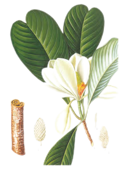Extracto de corteza de Magnolia Biondii Magnolia Biondii Bark Extract