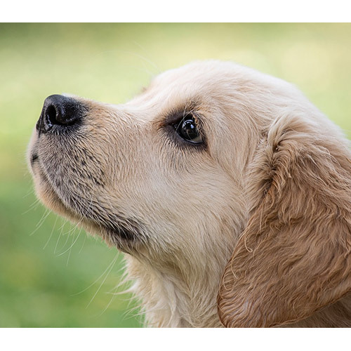 Toys pour chiens pour chiots malades: non toxique, inodore et plein de plaisir