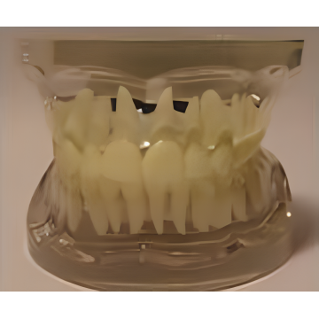 Ten Chinese Transparent Adult Teeth Model Suppliers Popular in European and American Countries