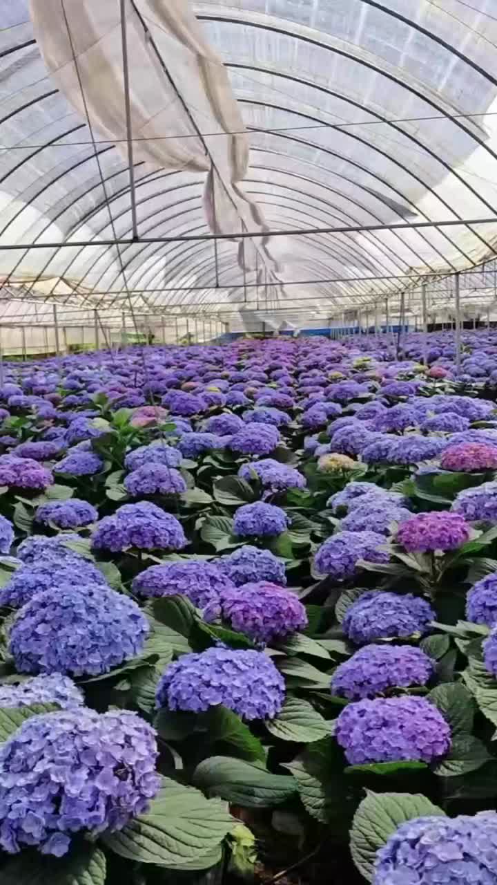 খামার থেকে উচ্চ মানের বেগুনি একক হাইড্রেঞ্জা রপ্তানি