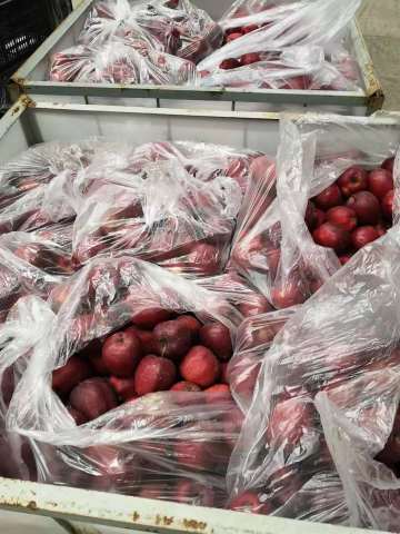 APPLE STOCK