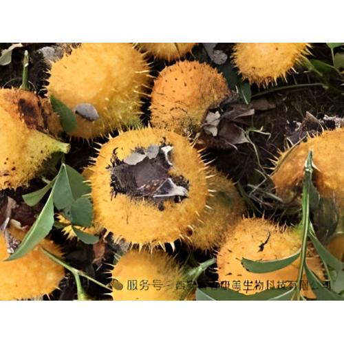 Хранително съкровище, скрито в дълбоките планини | Екстракт от плодове на глог: отключване на нов подход към естественото здраве