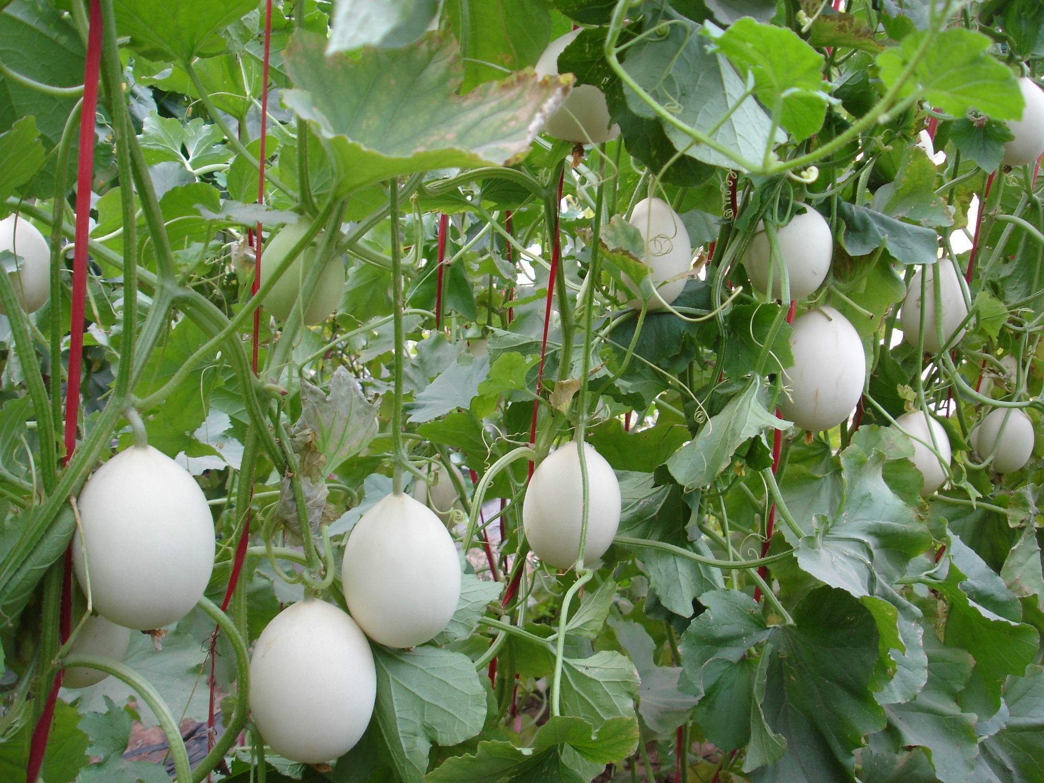 Ningxia Zhongqing Agricultural Technology Co. Ltd.