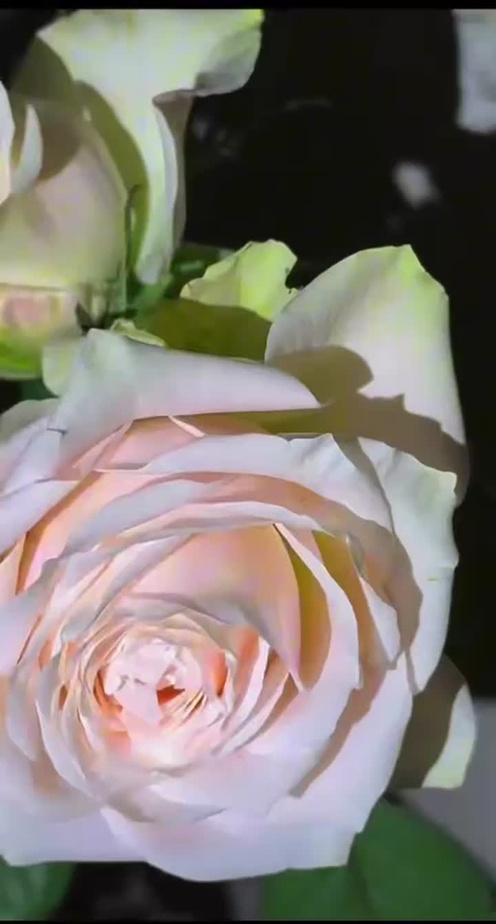 মীন গোলাপের খামার