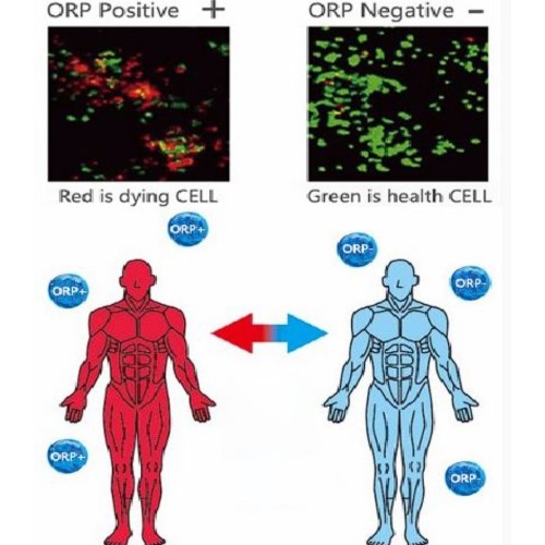 ORP Against Aging