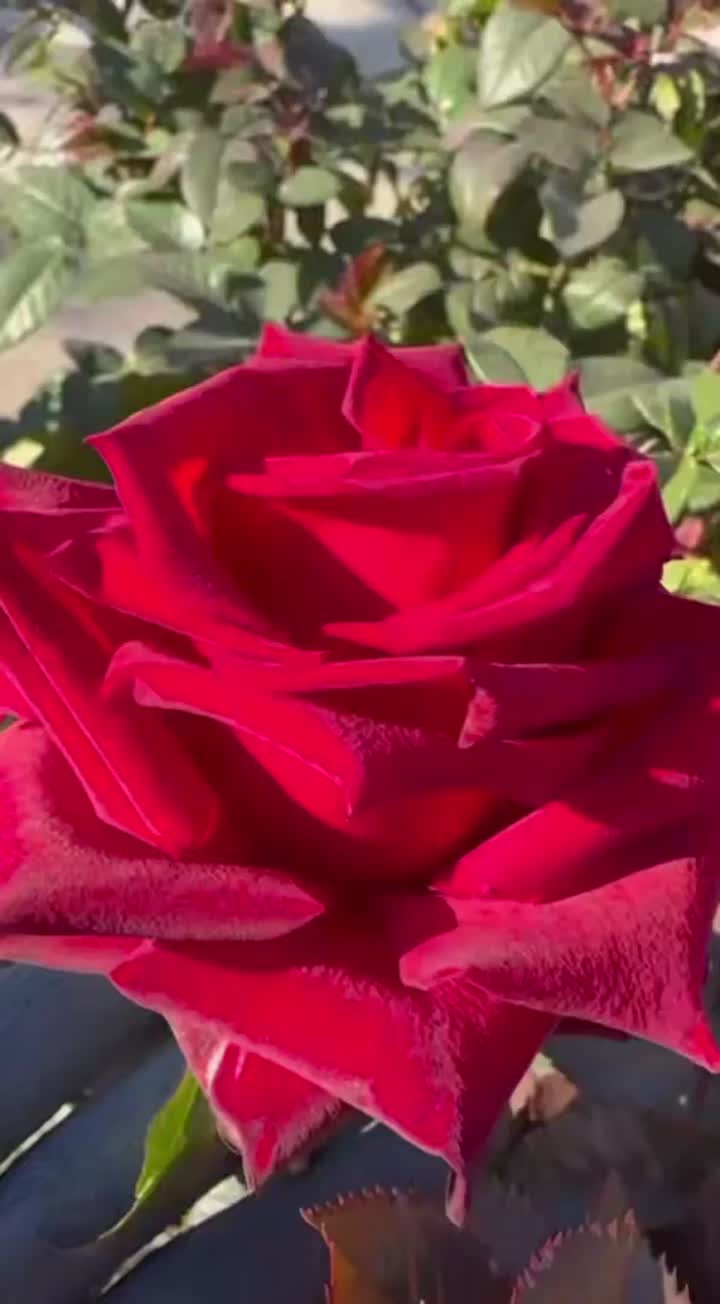 কিংবদন্তি রোজ খামার