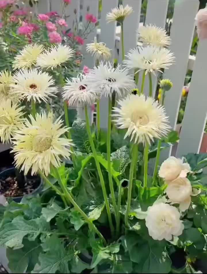 স্ট্যান্ডার্ড সাদা চন্দ্রমল্লিকা সিল্কি জারবেরা
