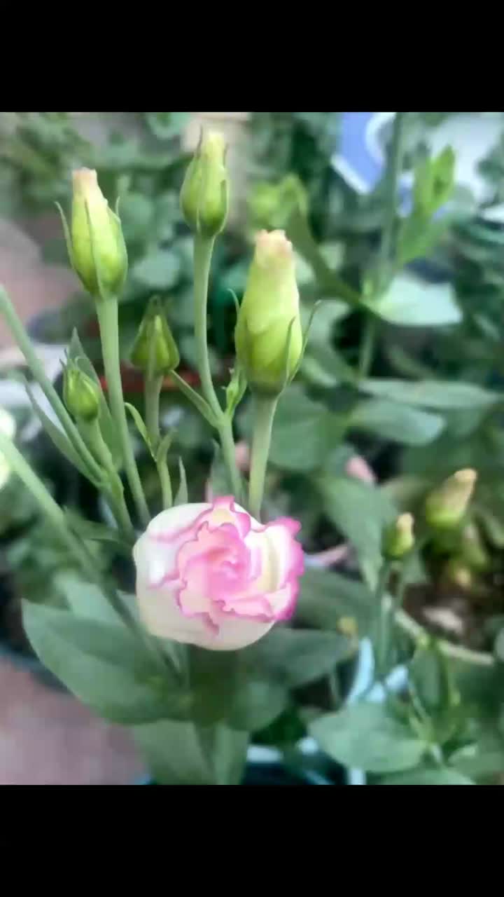পার্টি সাজসজ্জার জন্য বাল্ক ফ্রেশ কাট গোলাপী প্রান্তের লিসিয়ানথাস