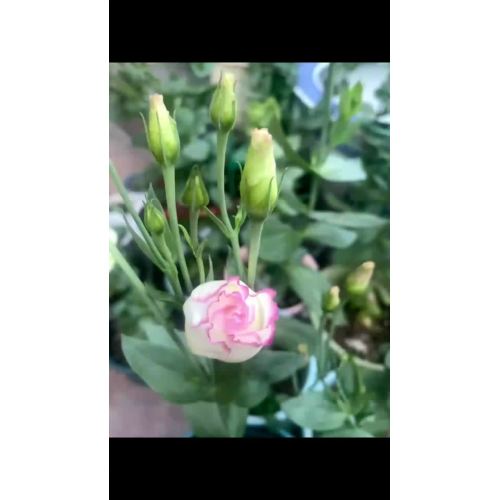 পার্টি সাজসজ্জার জন্য বাল্ক ফ্রেশ কাট গোলাপী প্রান্তের লিসিয়ানথাস