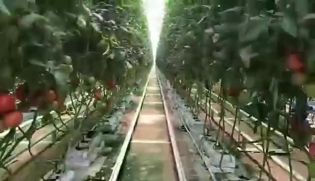 Greenhouse agricole Film multiple