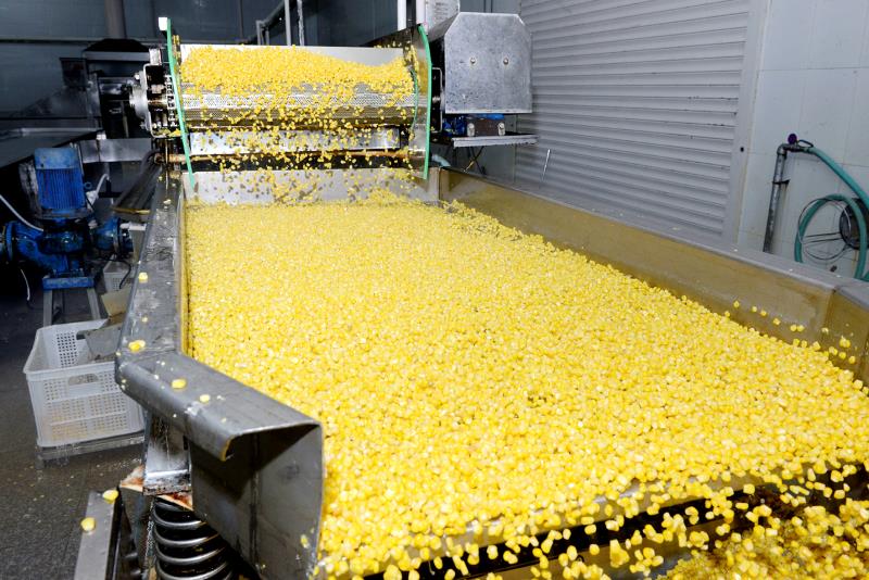 LETING JINTIAN FRUIT AND VEGETABEL CO., LTD.