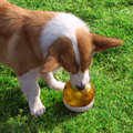 Sunsun Visualized Sphere Interactive IQ Training Toy Toy Funny Funny Pet Training Training Food Alderer Educational Tumbler Toy1