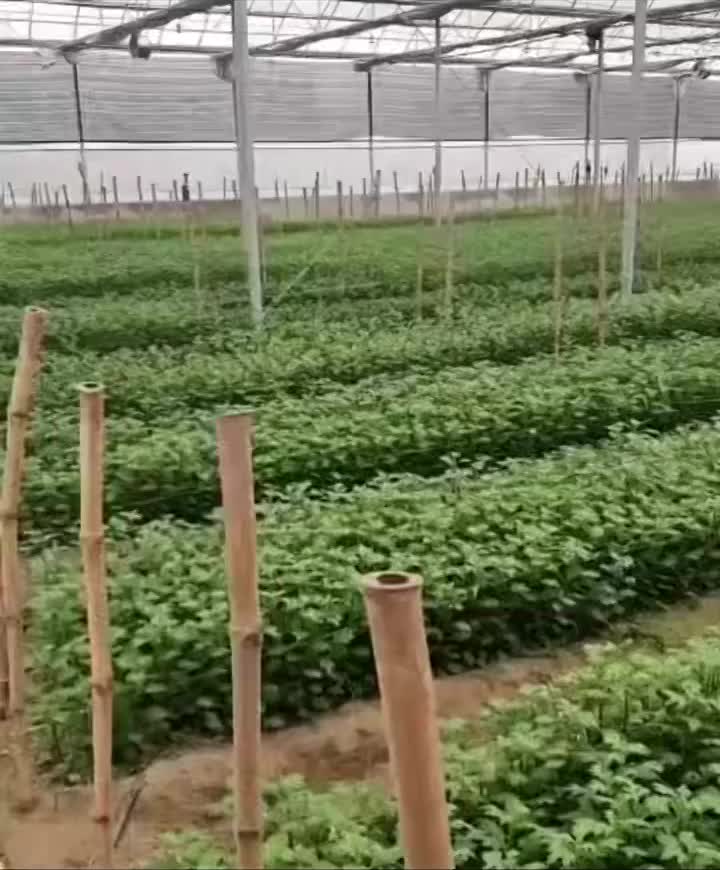 মিনি স্প্রে সাদা ক্রাইস্যান্থেমাম