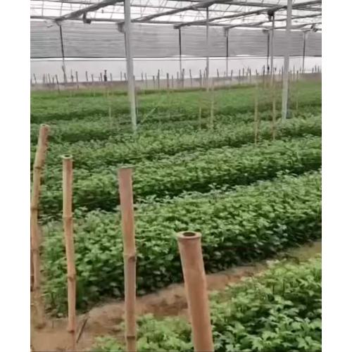 মিনি স্প্রে সাদা ক্রাইস্যান্থেমাম