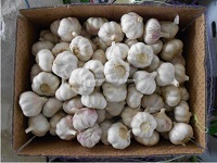 New normal white garlic