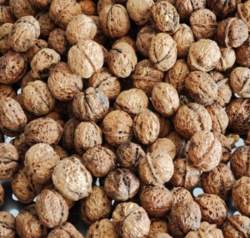İhracat Gıda Tedarikçisi | Küresel Pazar için Premium Kurutulmuş Gongcai Ceviz Morel