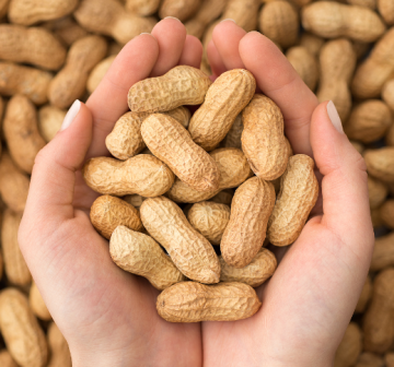 DCCZ 4-5 peanut roaster