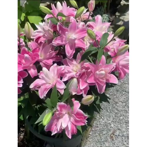 রোসেলিলি ট্রেন্টো ডাবল লিলি