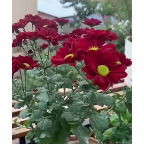 رذاذ الأقحوان بالورد الأحمر