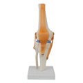 2024 New KRC Anatomical Human Skeleton Knee Joint Model1