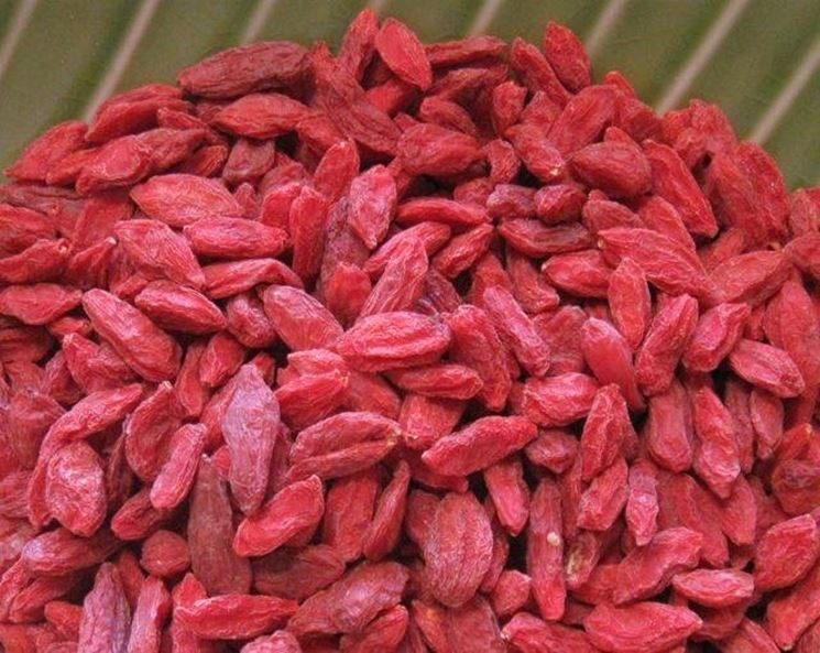 Ningxia Vingen Biotech Industry Co.,Ltd