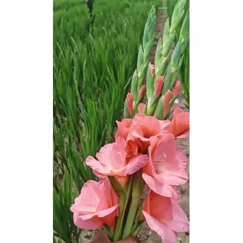 الجملة الطازجة الزهور المقطوفة الوردي ينبع Gladiolus للزينة الزفاف