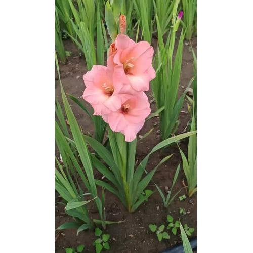 Gladiolus Pink Lady بائع الزهور الطازجة بالجملة