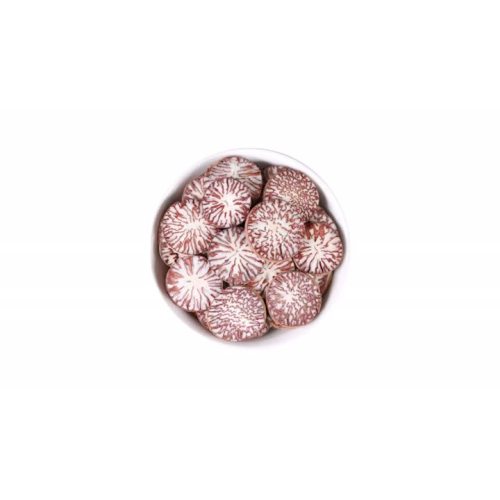 Betelnutpalm Seed