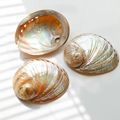 Hot Selling Polished Natural White Paua Shell Crafts for Decoration and Jewelry Making1