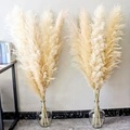 Hot Sale Natural Fluffy Dried Pampas Grass for Home Decor1