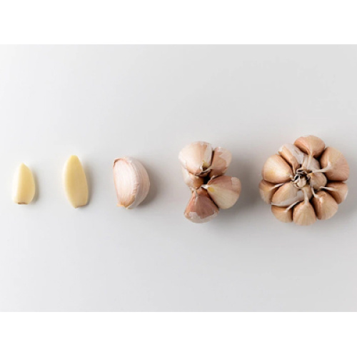 L’industrie mondiale de l’ail se stabilise avec une offre-demande équilibrée, une croissance des exportations et une diversification des produits en 2026