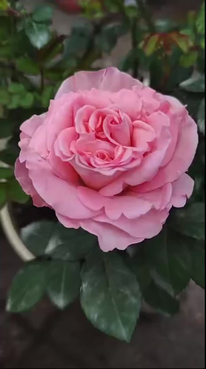 সুগন্ধি প্যাগোডা গোলাপ গ্রিনহাউস