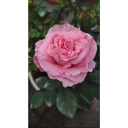সুগন্ধি প্যাগোডা গোলাপ গ্রিনহাউস