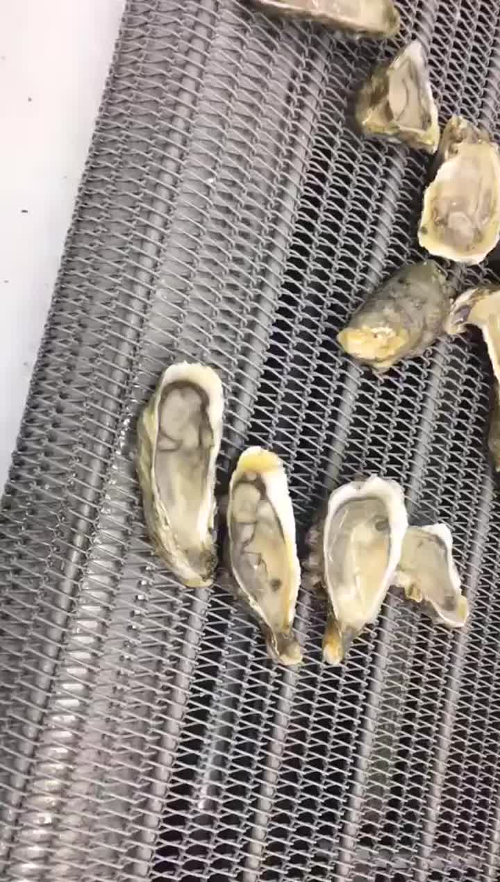 Spiral freezer output of oyster