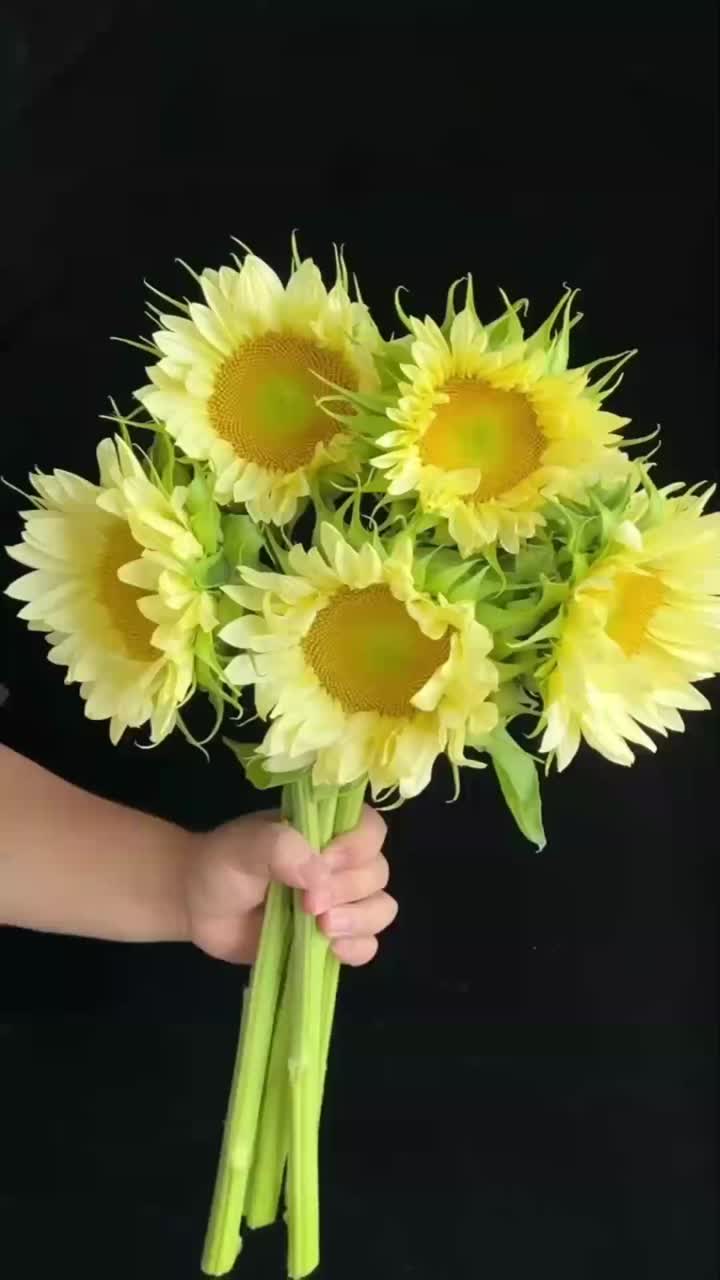 ফুল ও পার্টির জন্য প্রিমিয়াম ফ্রেশ কাট ফ্লাওয়ার ক্রিম সানফ্লাওয়ার বাল্ক