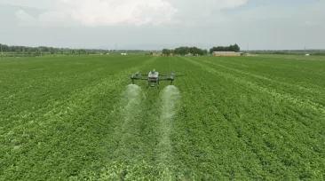Potato pest control, T60 helps farmers stabilize production and increase income