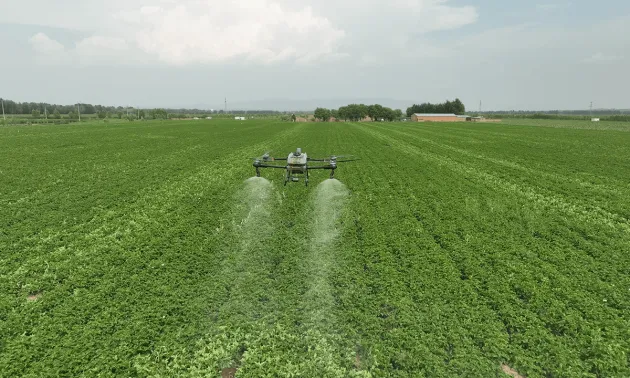 Aardappel ongediertebestrijding, T60 helpt boeren de productie te stabiliseren en inkomsten te verhogen