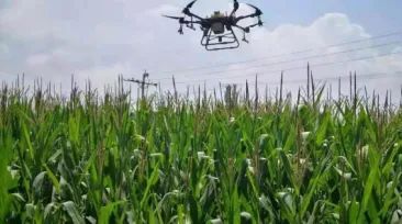 3million acres of corn armyworm broke out, and hundreds of plant protection planes rushed to the northwest for disaster relief!