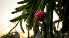 Met een kostenreductie van 43% voegt de P100 Pro een nieuwe truc toe aan de Dragon Fruit Harvest