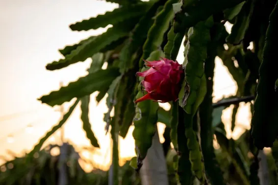 Met een kostenreductie van 43% voegt de P100 Pro een nieuwe truc toe aan de Dragon Fruit Harvest