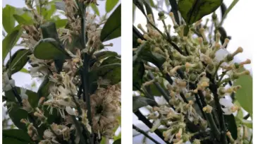 The case of mandarin orange shaking flower and fruit preservation