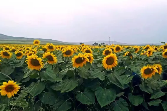 Sunflower pollination operations
