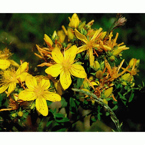 hypericum perforatum extract powder