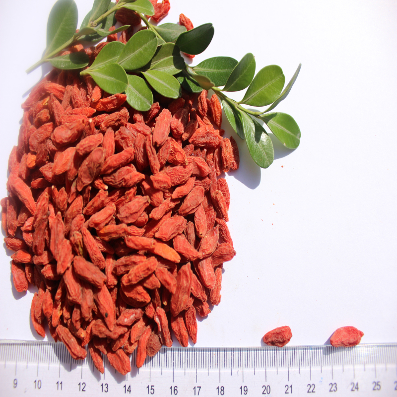 Natural Baixo preço amostra grátis Goji Berry