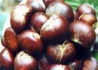 chinese chestnut