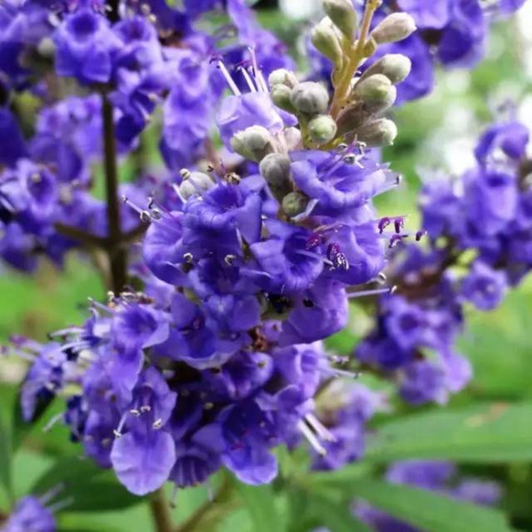 Pure natural Vitex essential oil