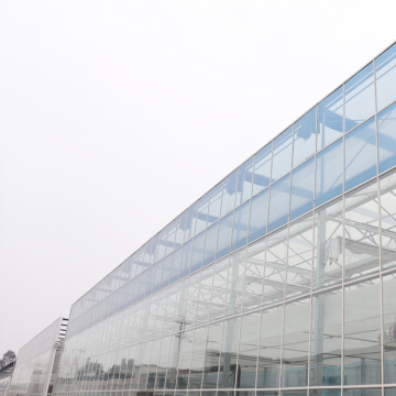 MYXL Large Venlo Multi-Span Agricultural Glass Greenhouse