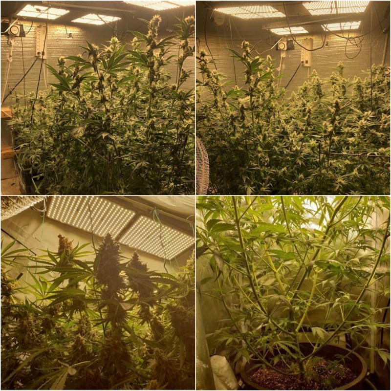 ledgrowlightboard14
