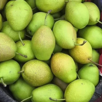 Early Crisp Pear Red Fragrant Pear Zaosu Pear