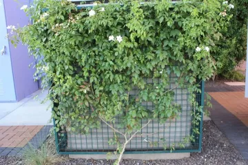 Decorated Welded Wire Mesh